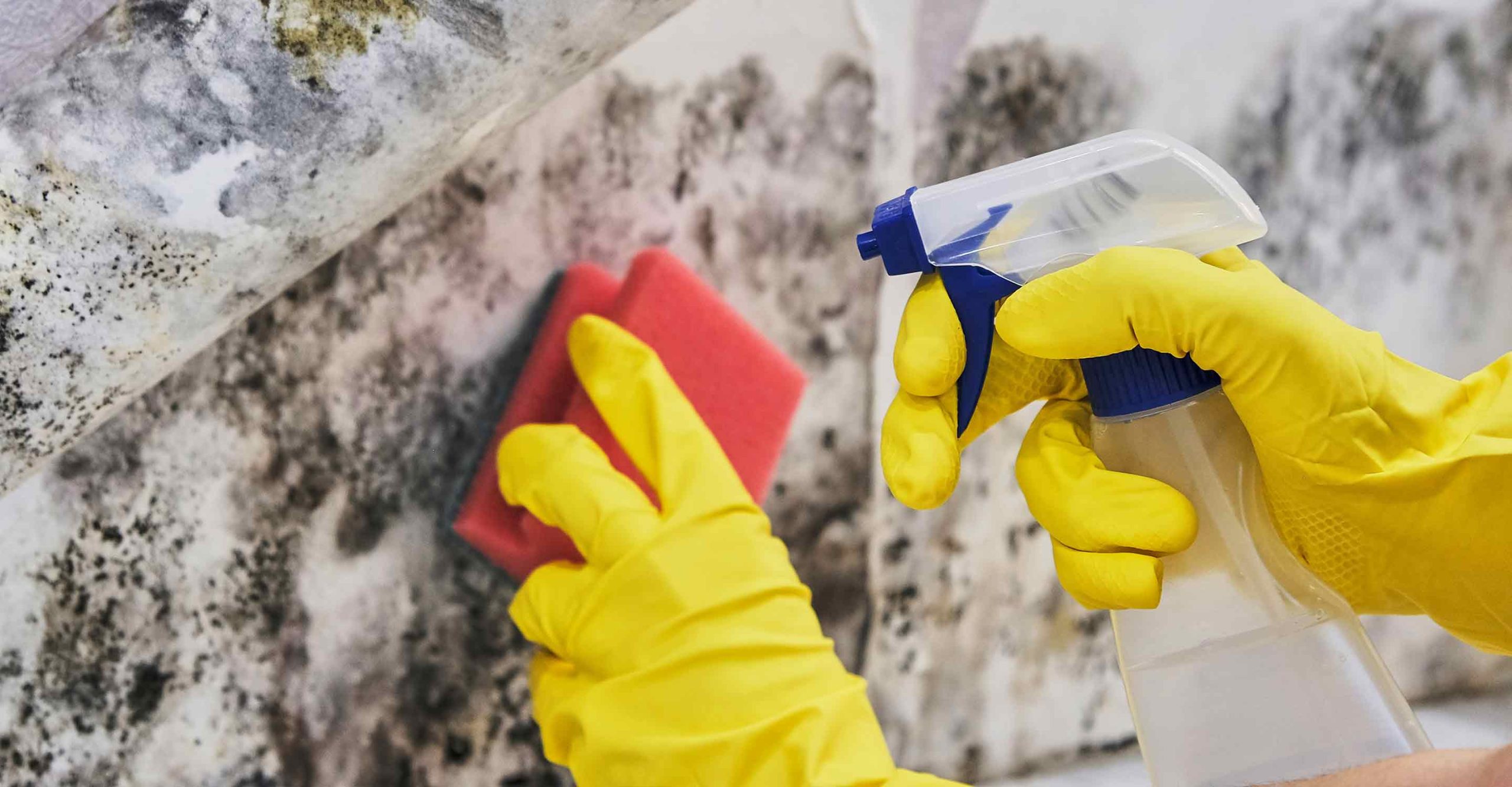 Mold Risks After Commercial Flooding and How to Prevent Them
